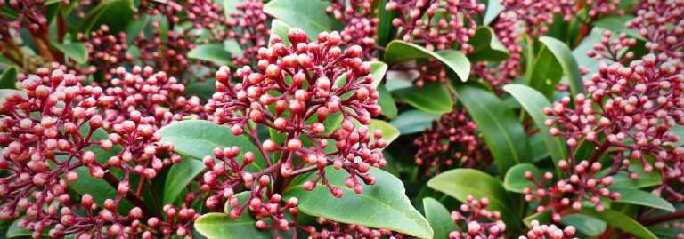 Skimmia Japonica ‘Rubella’ Skimmia Rubella – Minuscules Boutons De Fleurs Rouges Foncé Et