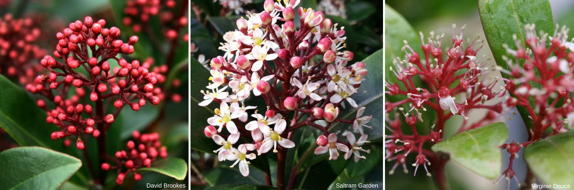 Fleur de skimmia