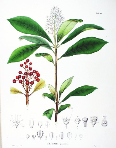 Skimmia japonica