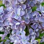 Lilas, Syringa : planter, tailler, entretenir