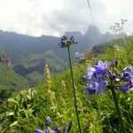 Voyage botanique en Afrique du Sud