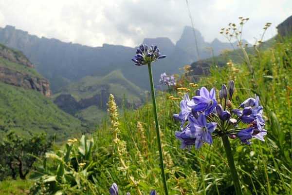 Voyage botanique en Afrique du Sud