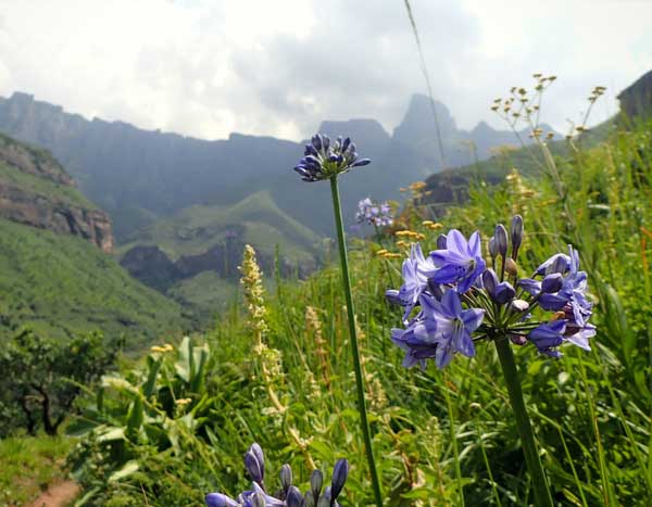 Voyage botanique en Afrique du Sud