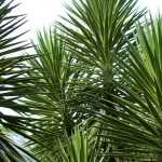 Yucca d'extérieur : choix, plantation, entretien, en pot ou au jardin