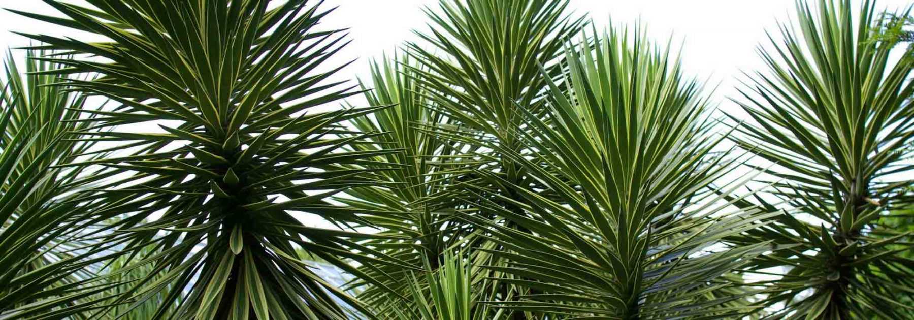 Yucca d'extérieur : choix, plantation, entretien, en pot ou au jardin