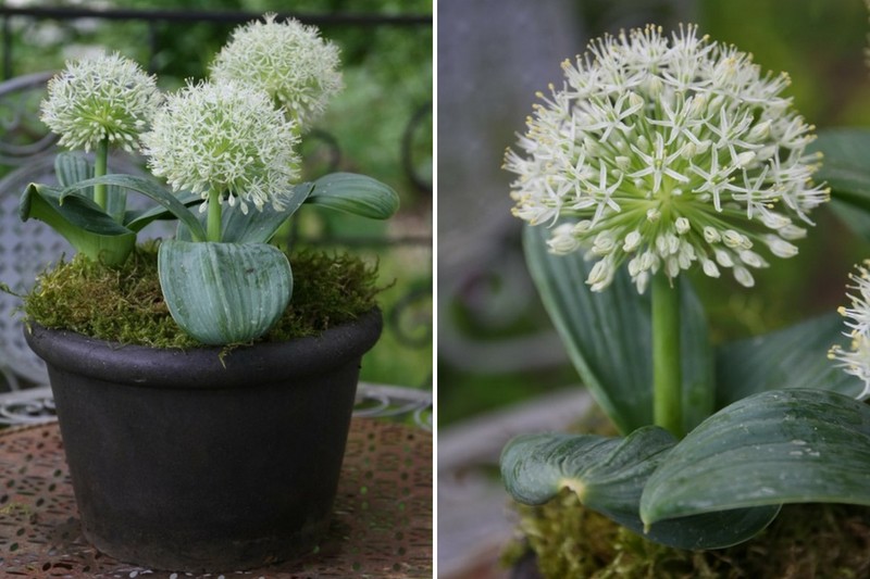 allium karataviense ‘Ivory Queen'