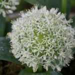 L'Allium karataviense ‘Ivory Queen'