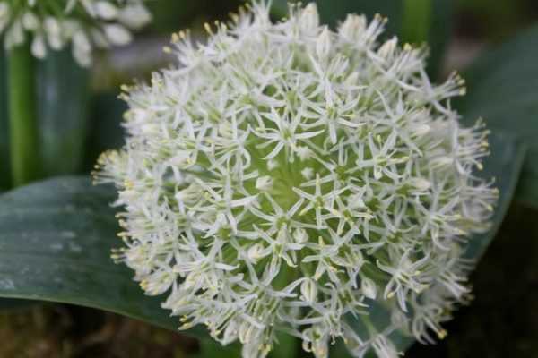 L'Allium karataviense ‘Ivory Queen'