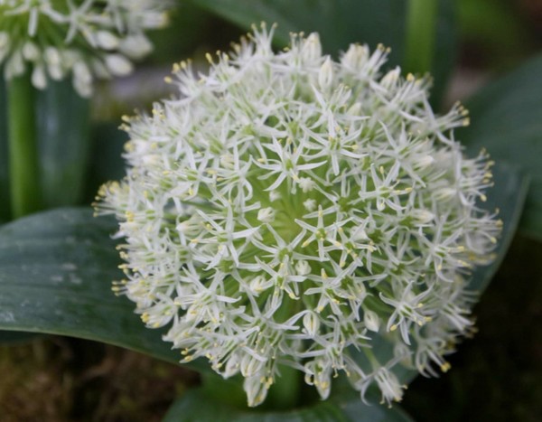 L'Allium karataviense ‘Ivory Queen'