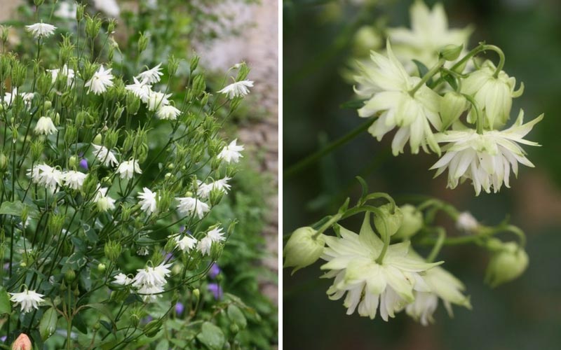 Fleurs de l'Ancolie ou aquilegia Green Apple