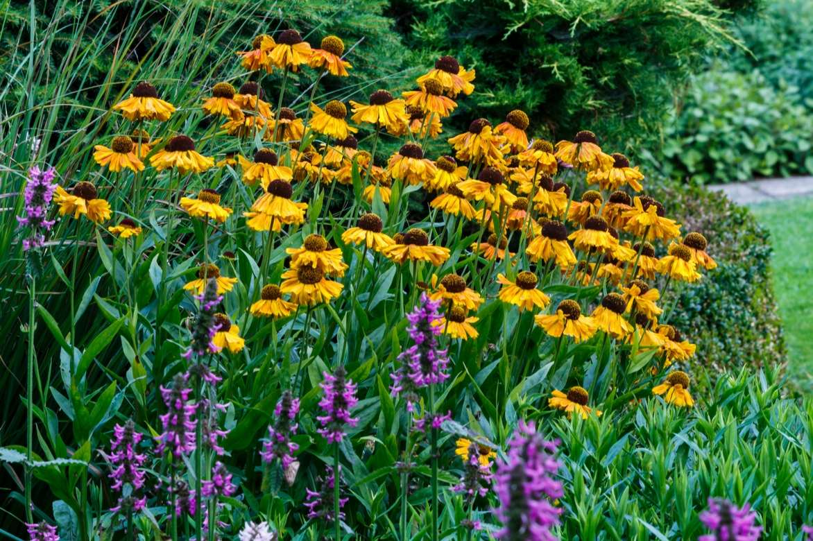 Helenium association