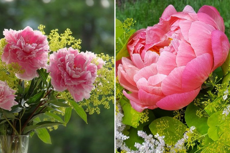 6 astuces pour faire de beaux bouquets de pivoines