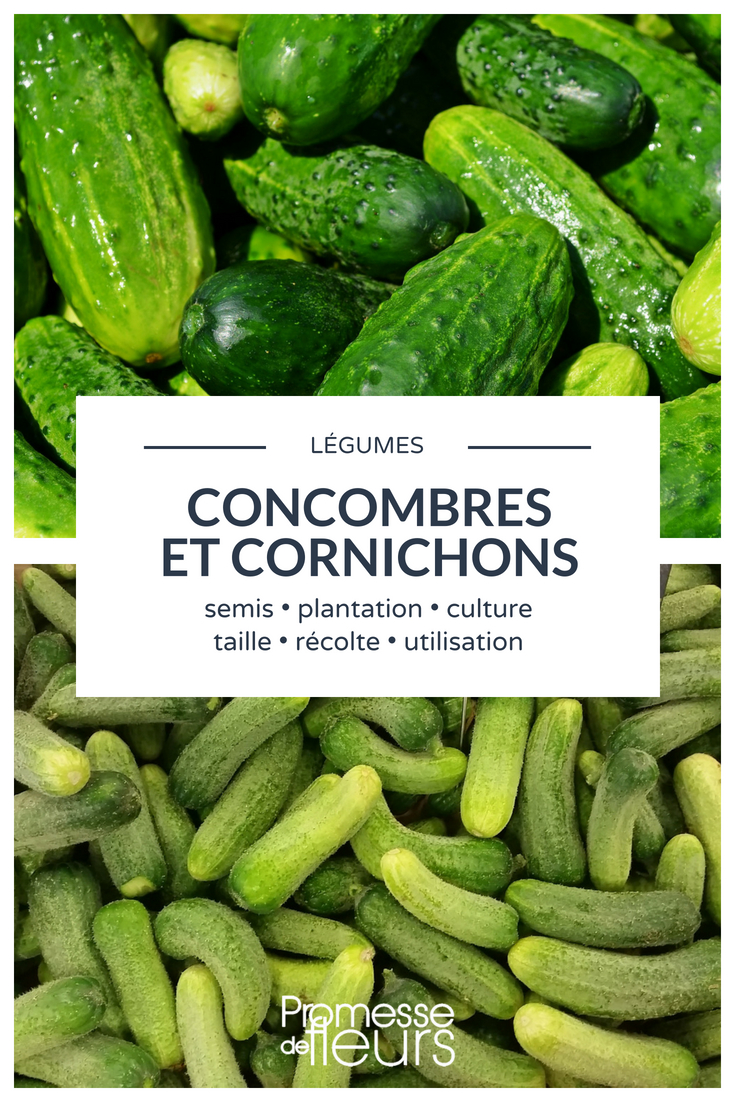 catalogus detail - Cucamelon - Concombre du Mexique