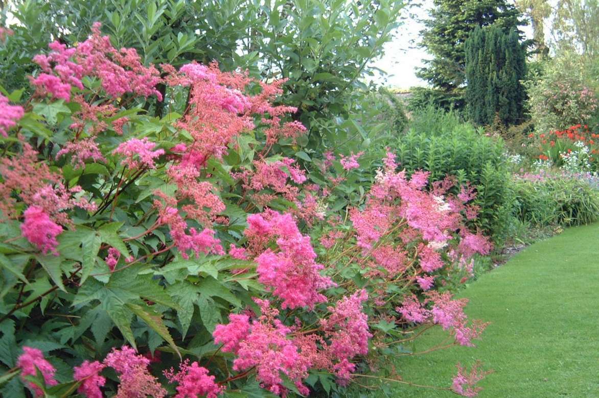 Reine des prés — Floréale