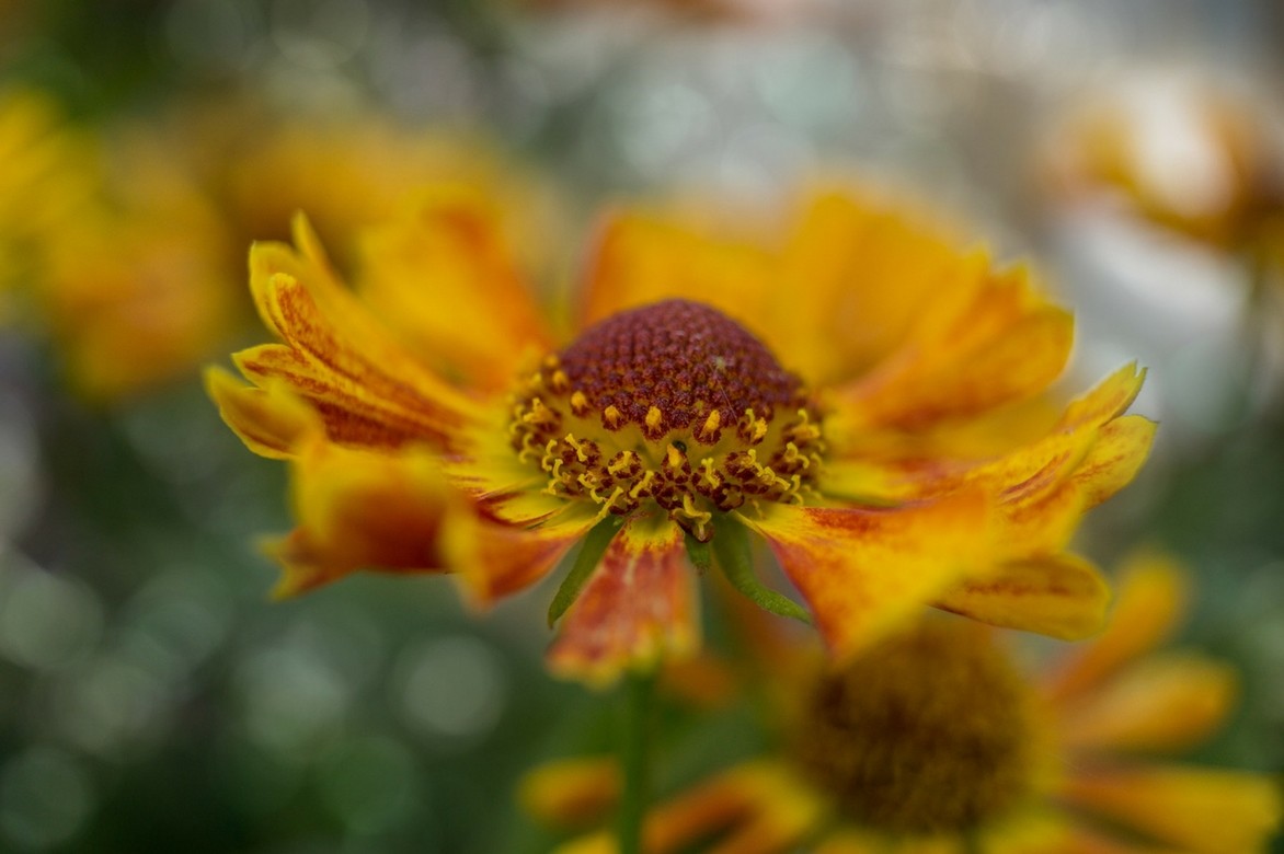 helenium, fleur en gros plan