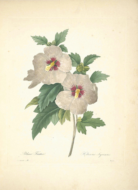 Hibiscus syriacus, planter cultiver et entretenir