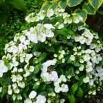 Chelsea flower show 2018 : et le gagnant est... l'hortensia Runaway Bride !