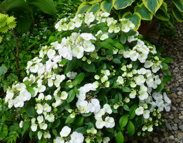 Chelsea flower show 2018 : et le gagnant est... l'hortensia Runaway Bride !