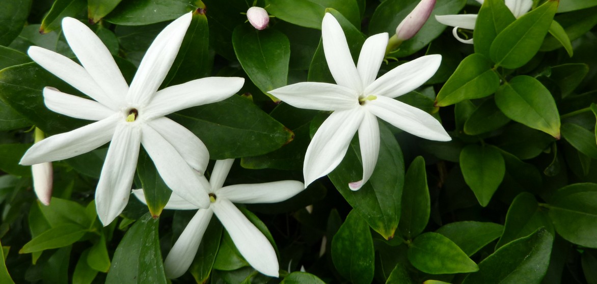 Jasmin blanc d'hiver: Comment réussir la plantation - Mon Jardin Ideal