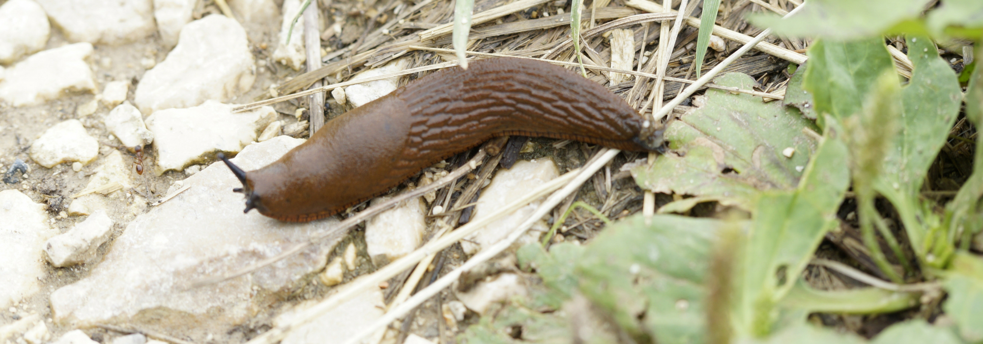 Le Ferramol, lutte biologique Anti-Limaces - Limaces