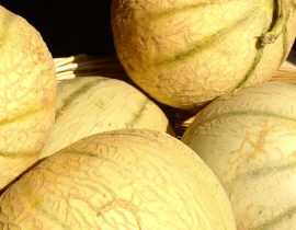 Melon : semis, plantation, culture et taille