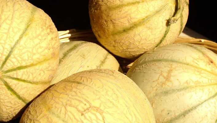 Melon : semis, plantation, culture et taille