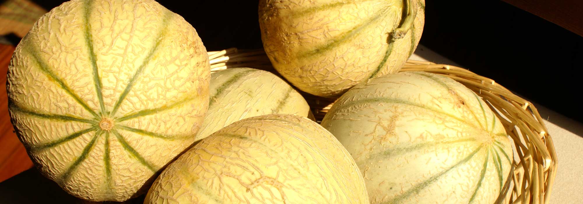 Melon : semis, plantation, culture et taille