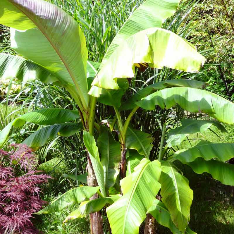 Un bananier d'extérieur rustique : le musa basjoo, dit bananier du Japon