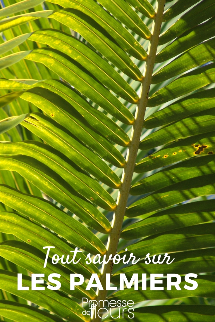 Les palmiers : conseils pour les planter, les entretenir
