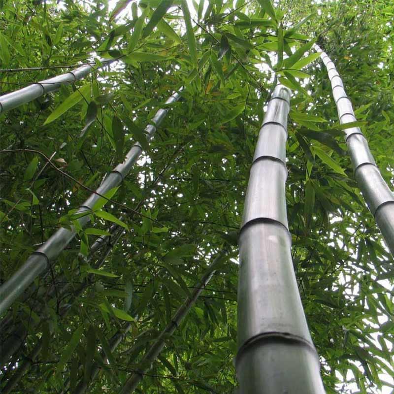 Le Phyllostachys vivax Huangwenzhu, un bambou géant qui peut atteindre 10 mètres de haut