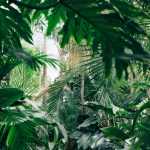 10 plantes exotiques et rustiques pour jardin Jungle