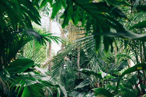 10 plantes exotiques et rustiques pour jardin Jungle