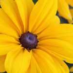 Rudbeckia annuel : semis, plantation, entretien