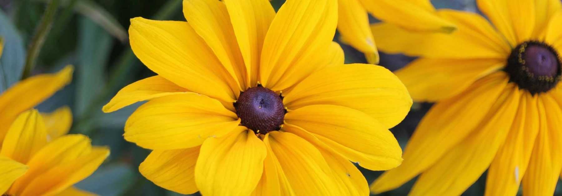 Rudbeckia annuel : semis, plantation, entretien