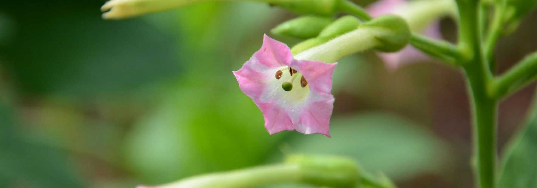 Le Tabac d'ornement, Nicotiana : semis, plantation, culture