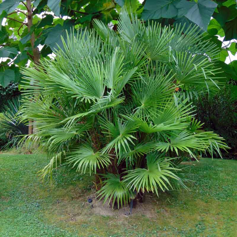 Le Trachycarpus fortunei, un palmier d'extérieur, rustique