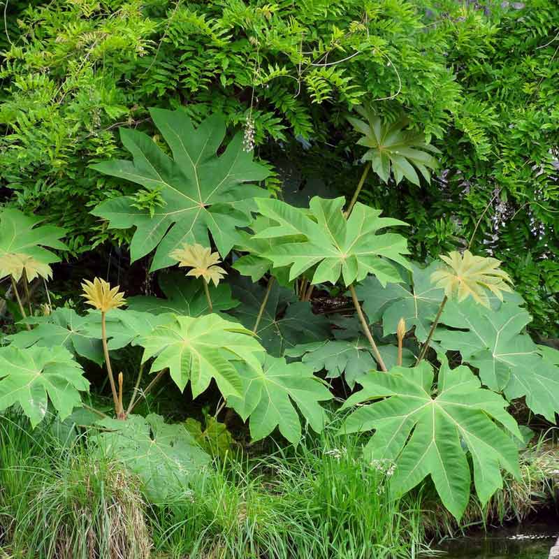 Tetrapanax papyrifera Rex : grande vivace ou petit arbre à très grandes feuilles