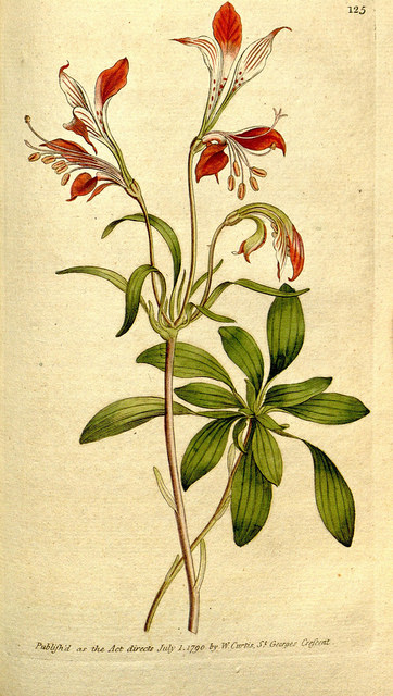 Alstroemeria, lis des incas