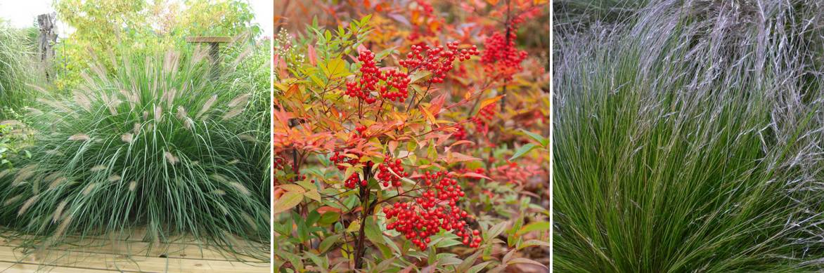 nandina association