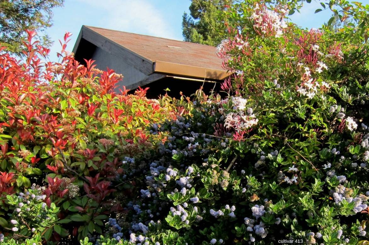 Associer photinia