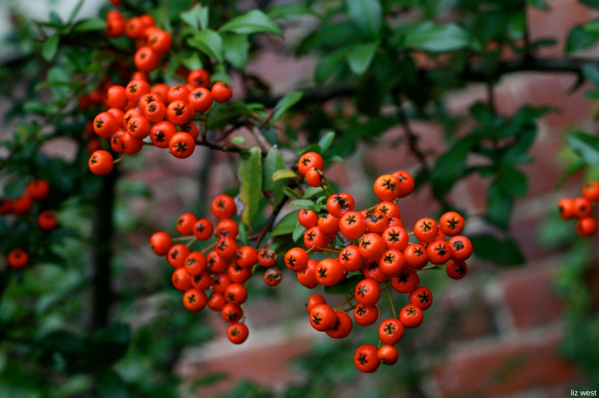 fruits buisson ardent