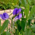 Baptisia ou Lupin indigo : semer, planter et cultiver