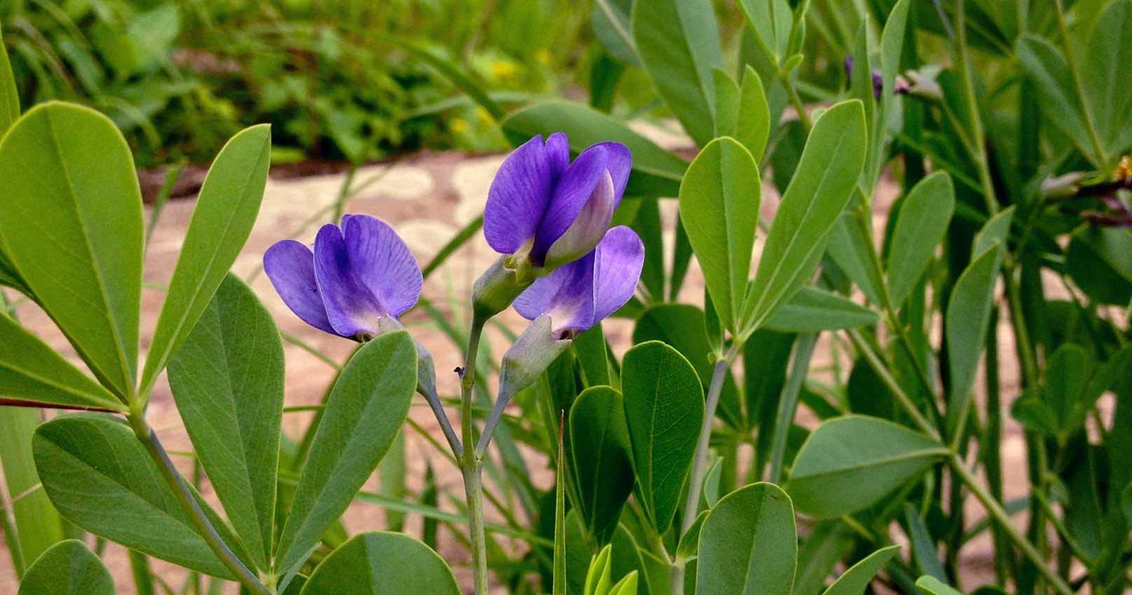 Baptisia ou Lupin indigo : semer, planter et cultiver