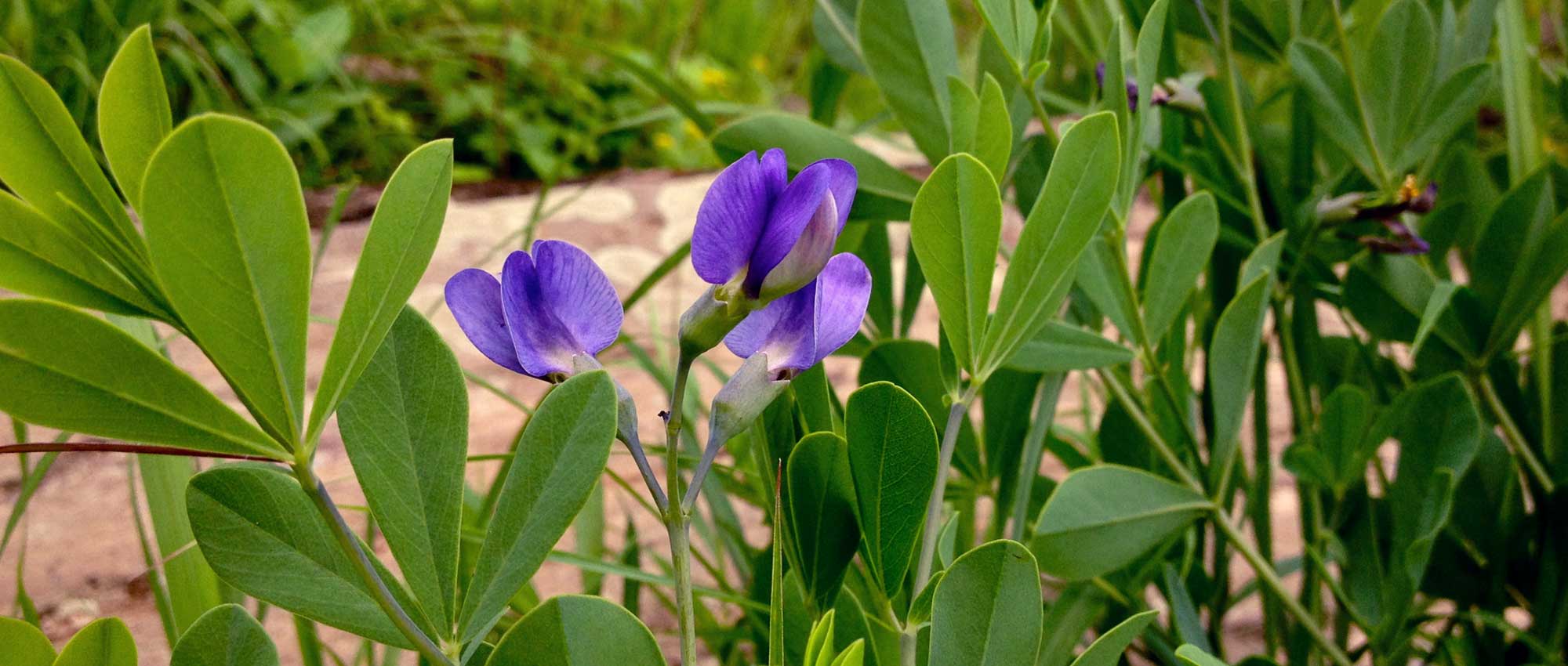 Baptisia ou Lupin indigo : semer, planter et cultiver