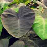 Colocasia : planter, cultiver et entretenir