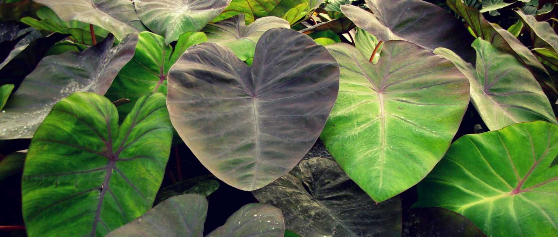 Colocasia : plantation, culture, entretien - Nos conseils