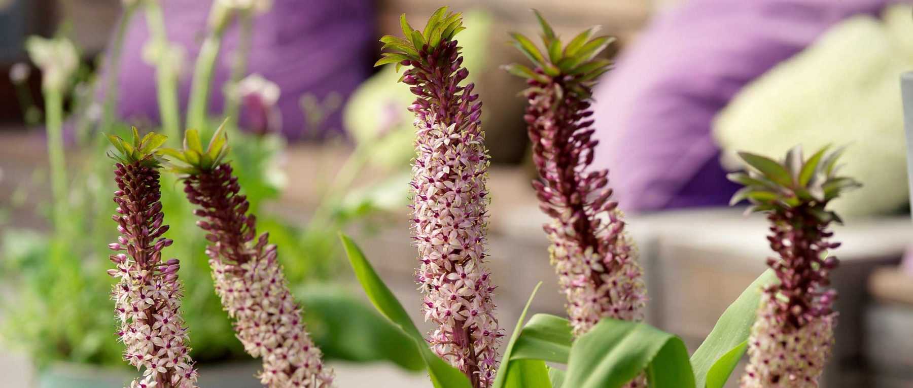 L'Eucomis ou Fleur ananas : planter, cultiver et entretenir