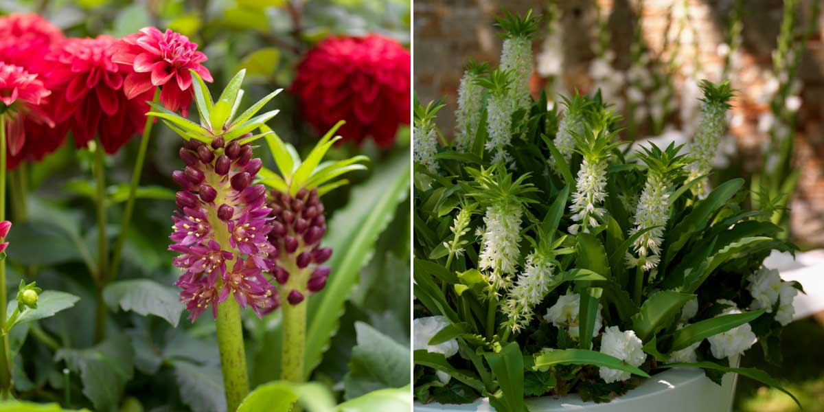 Inspirations pour associer les eucomis au jardin