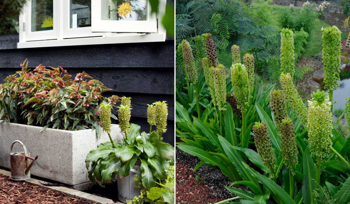 L'Eucomis peut être cultivé en bac ou en pleine terre