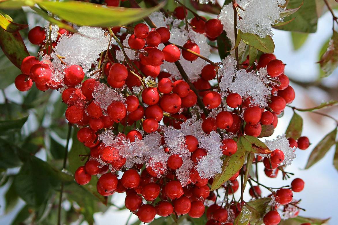 fruit du nandina